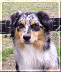 blue-jake-april-2010-kopf