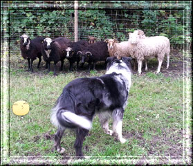 schafe1